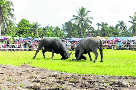 Leyte town halts festival, cites law vs animal cruelty.